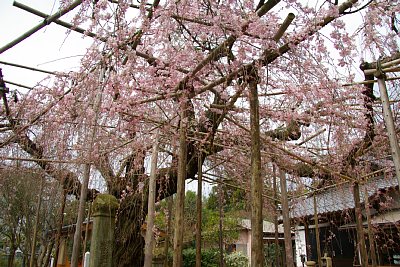 しだれ桜