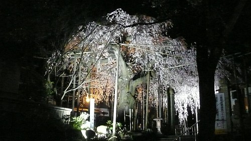 千手院、夜桜１