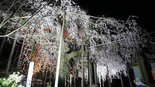 千手院、夜桜２