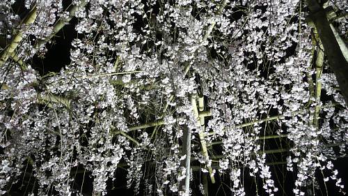 千手院、夜桜３