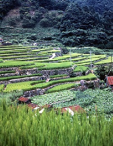  大井谷の棚田（吉賀町）