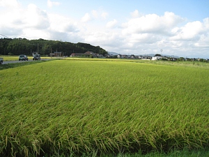 田んぼ田んぼ