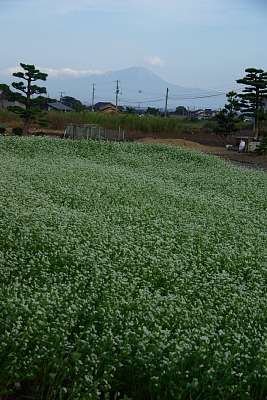 そば畑と大山