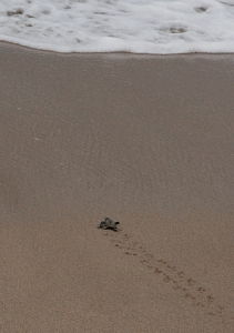 島根のウミガメ（旅立ち）