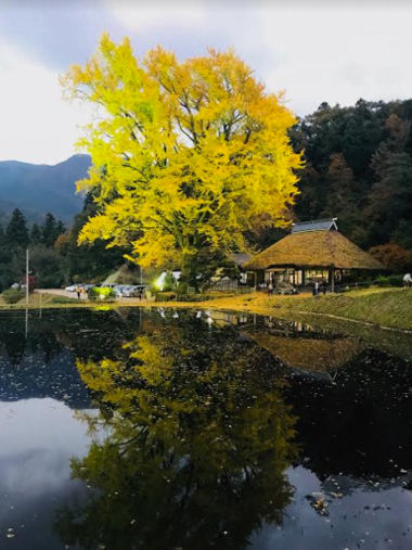 金言寺の大イチョウ