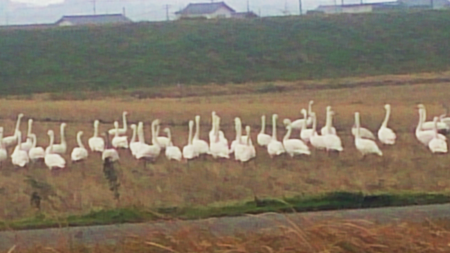 白鳥の群れ