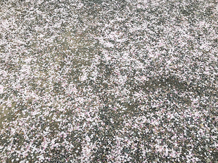 満開の桜