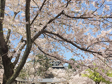 松江城のの桜