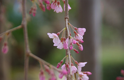 しだれ桜