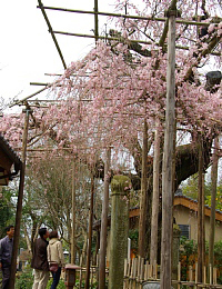 しだれ桜