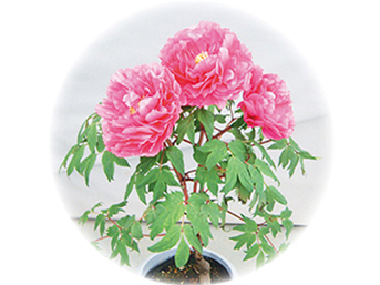 ぼたんの花