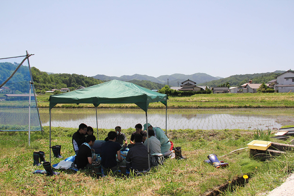 田植え