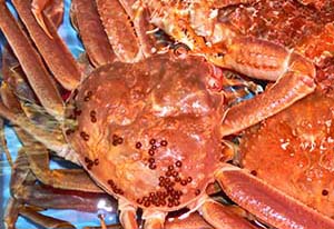 松葉ガニとマグロの港(境港)