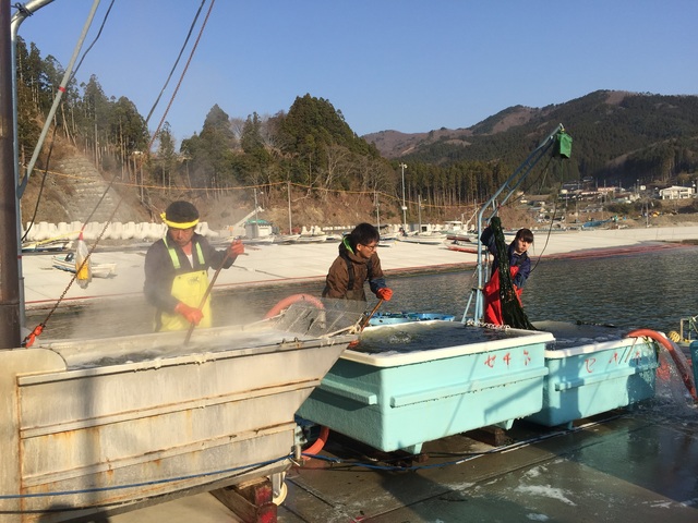 新入社員研修でわかめ漁を体験