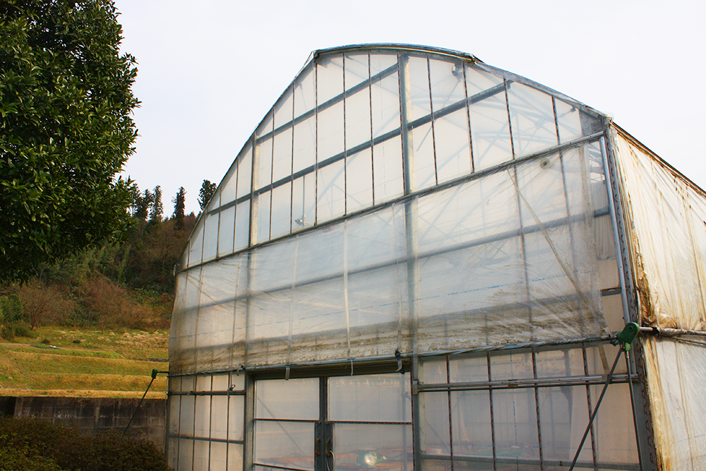 オフィスに併設された農業用ハウス